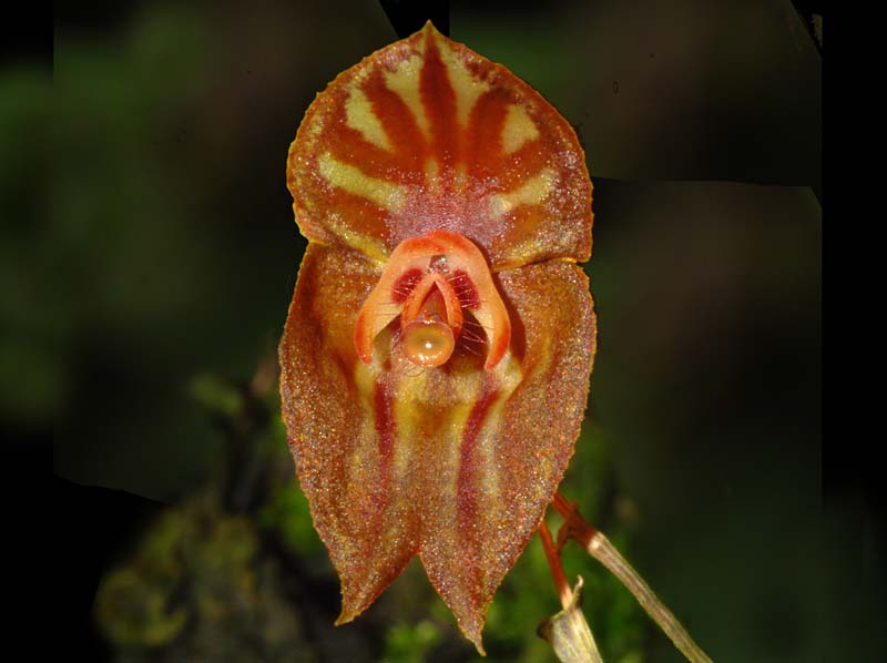 Lepanthes_mulleriana_ws_cd