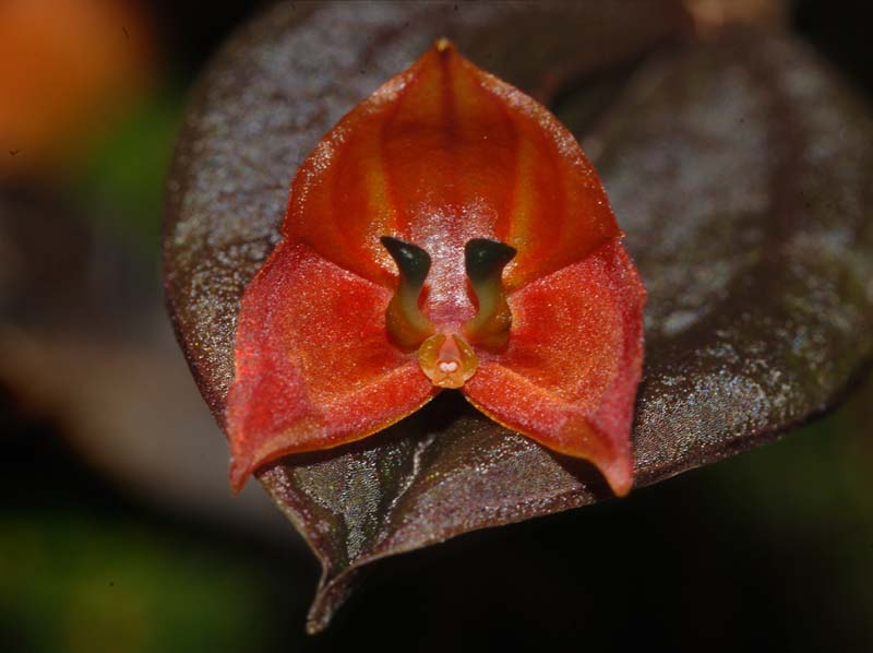 Lepanthes_niessenii2_ws_cd