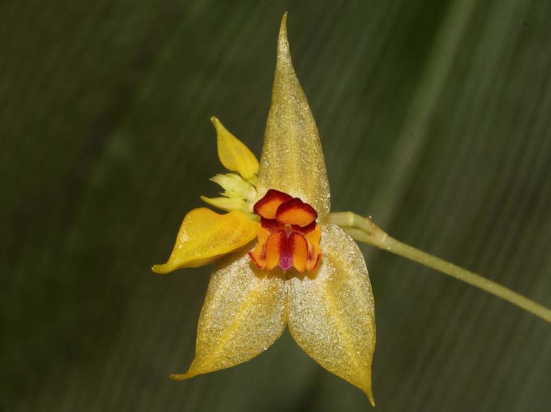 Lepanthes_nocolasii_ws_cd