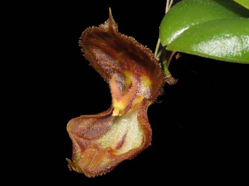 Lepanthes_nycteris_ws_cd