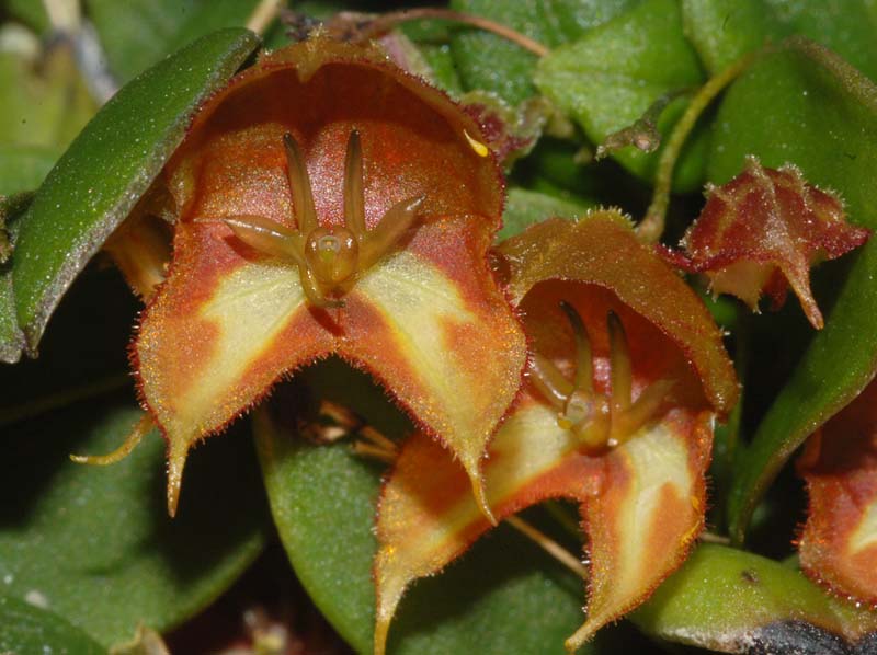 Lepanthes_quadricornis_ws_cd