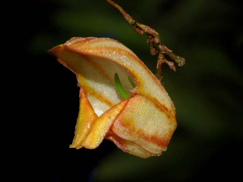 Lepanthes_ribes_ws_cd