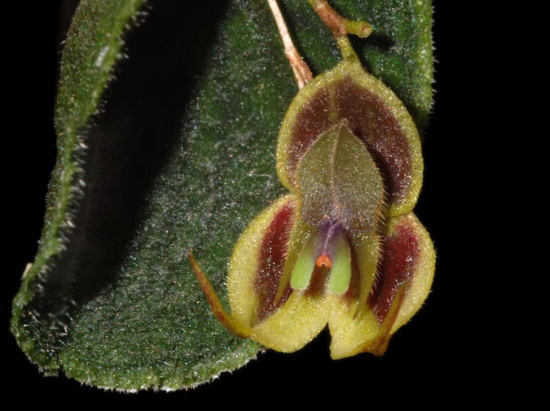 Lepanthes_sinuosa_ws_cd