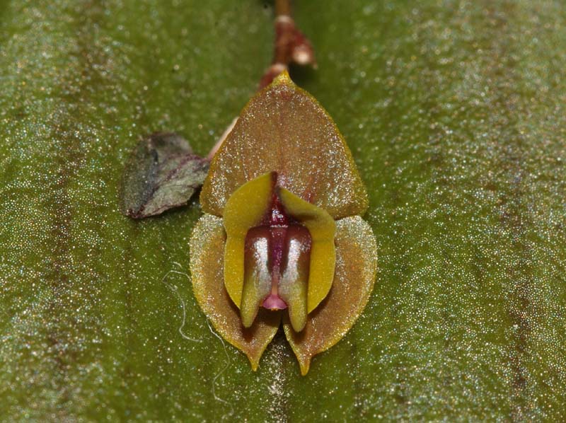 Lepanthes_smaragdina_ws_cd