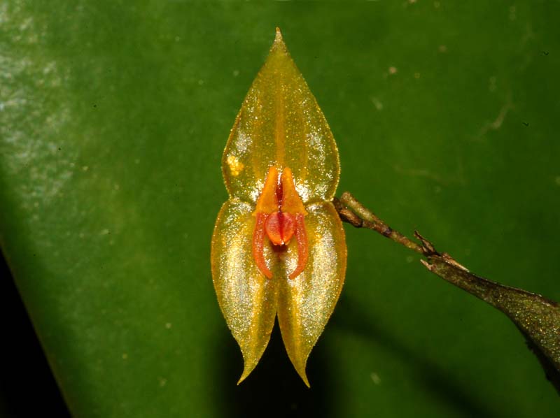 Lepanthes_solicitor_ws_cd