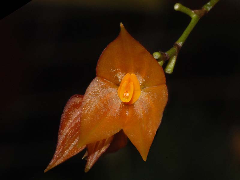 Lepanthes_spec_EK1_ws_cd