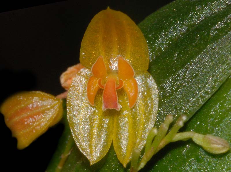 Lepanthes_spec_EK4_ws_cd