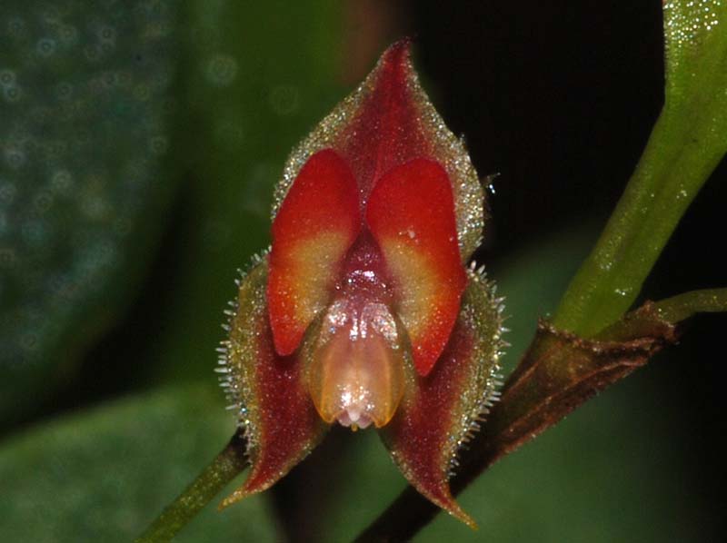 Lepanthes_spec_EK5_ws_cd