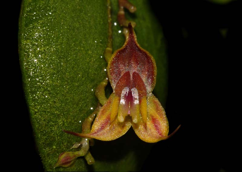 Lepanthes_spec_EK_#2_ws