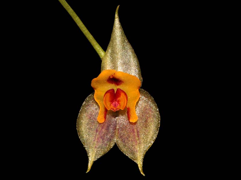 Lepanthes_spec_PE_ws