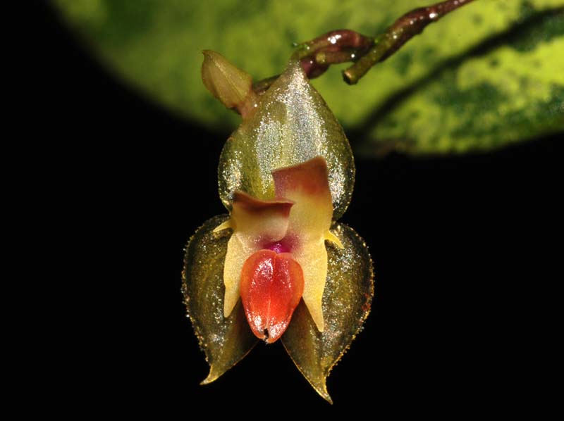 Lepanthes_spec_VZ_#2_ws