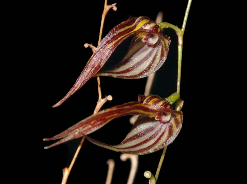 Lepanthes_tigrina_ws_cd