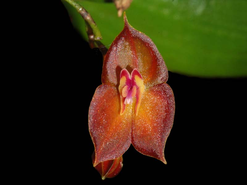 Lepanthes_wendlandii2_ws_cd