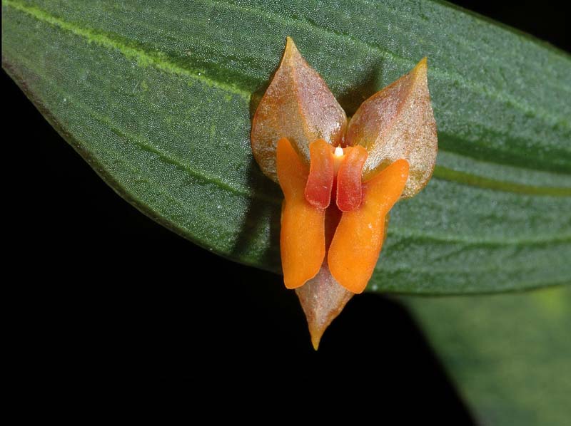 lepanthes cascajalensis