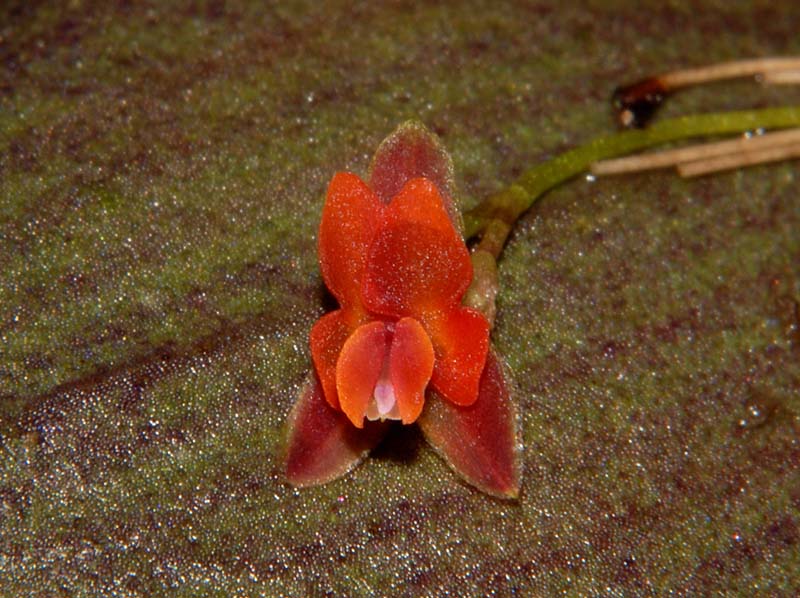 lepanthes_aurorae2_ws_cd