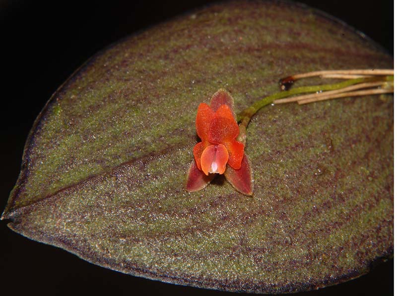 lepanthes_aurorae_ws_cd