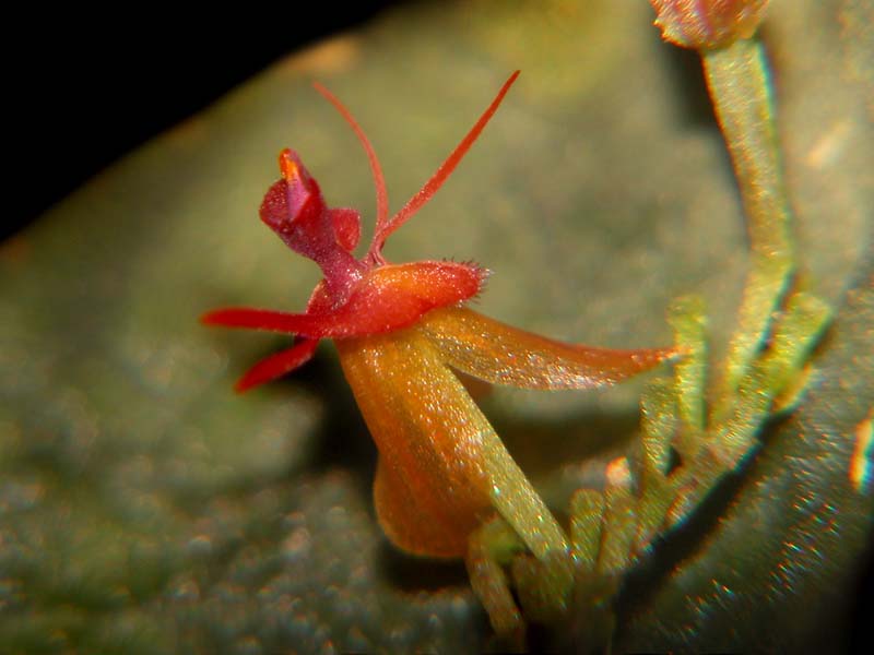 lepanthes_calodictylon3_cd