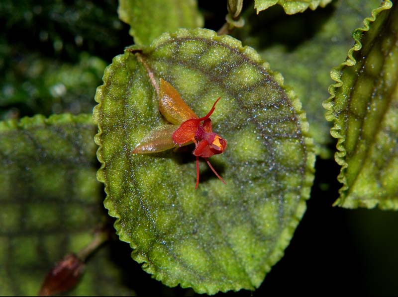 lepanthes_calodictylon3_ws_cd