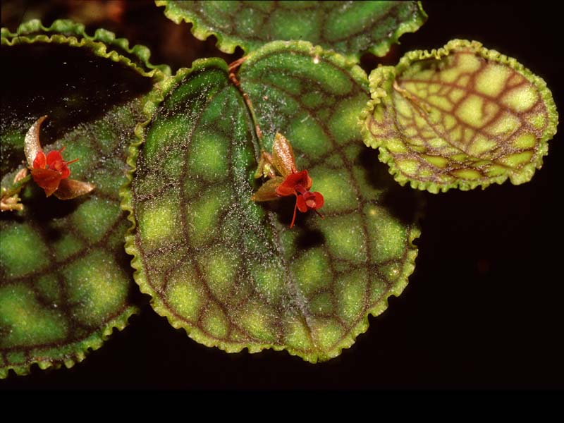 lepanthes_calodictylon4_cd