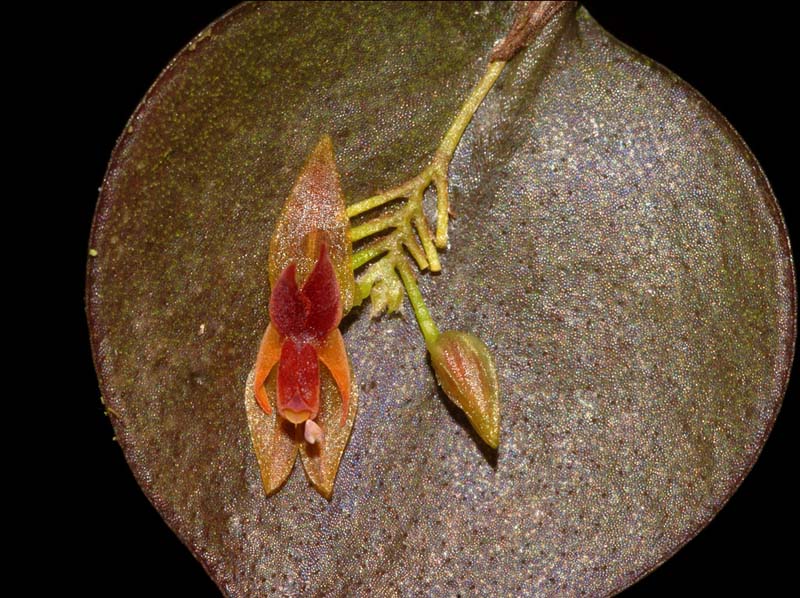 lepanthes_cercion_ws_cd