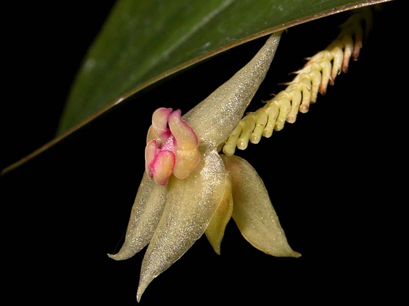 lepanthes_chrysina_cd