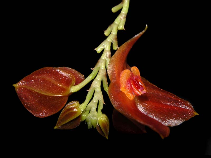 lepanthes_cordeliae_cd