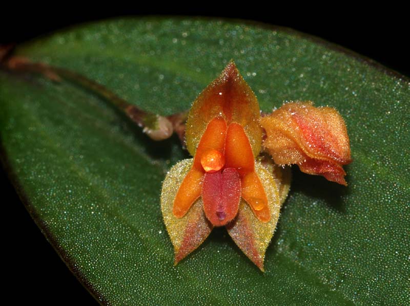 lepanthes_costariciensis_ws_cd