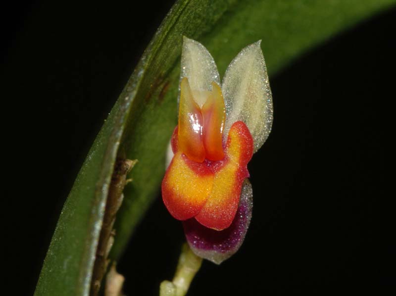 lepanthes_deleastes_WS_cd