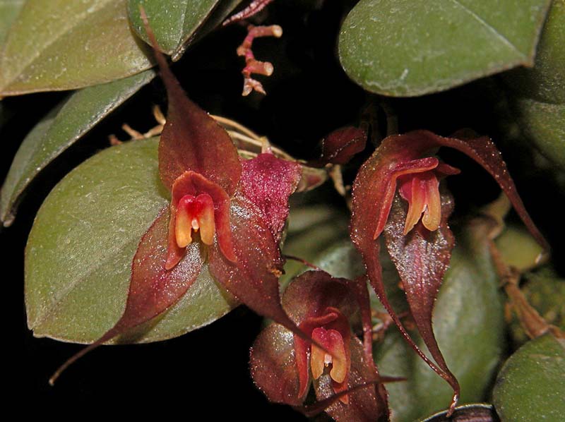 lepanthes_elata_cd