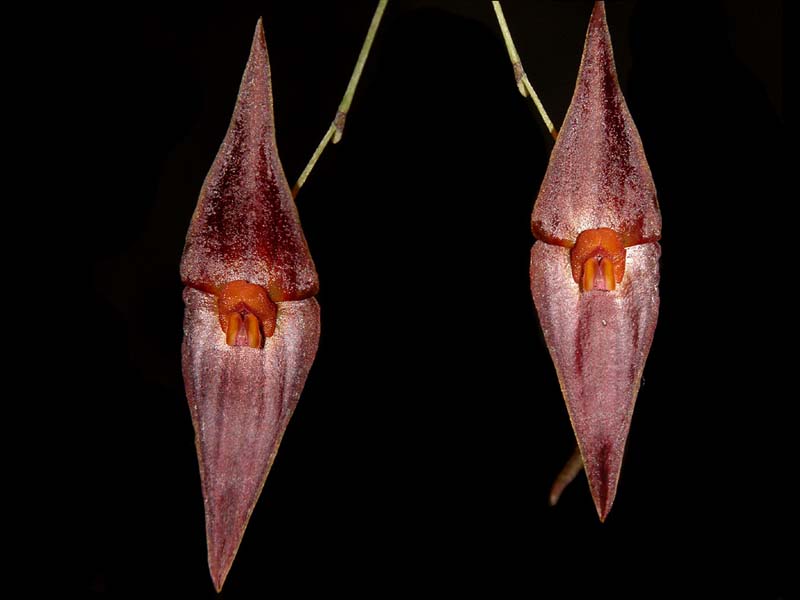 lepanthes_elegantula_cd