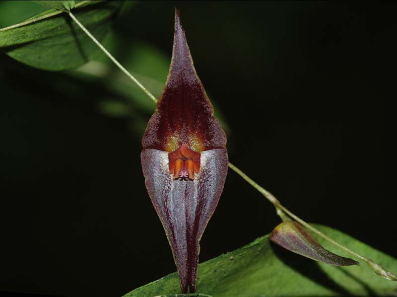 lepanthes_elegantula_ws_cd