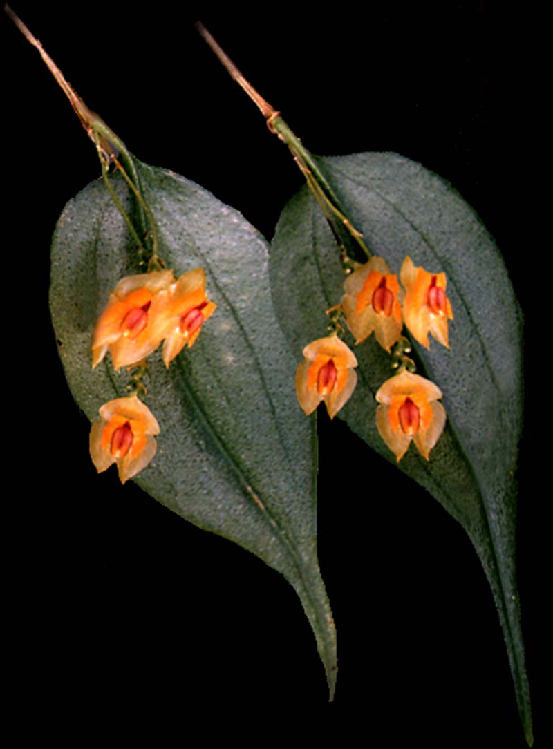 lepanthes_escifera_klein_cd