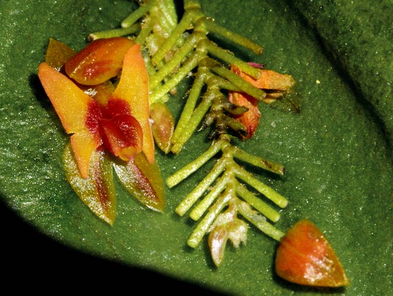 lepanthes_helleri_cd