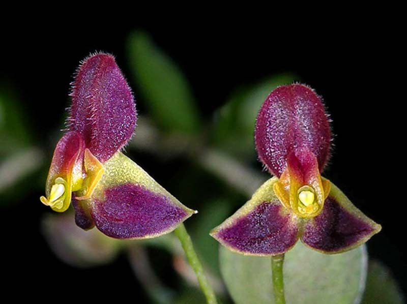 lepanthes_hippocrepica_cd