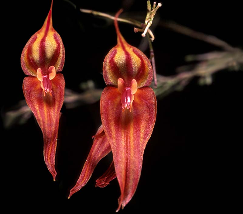 lepanthes_horrida2_cd