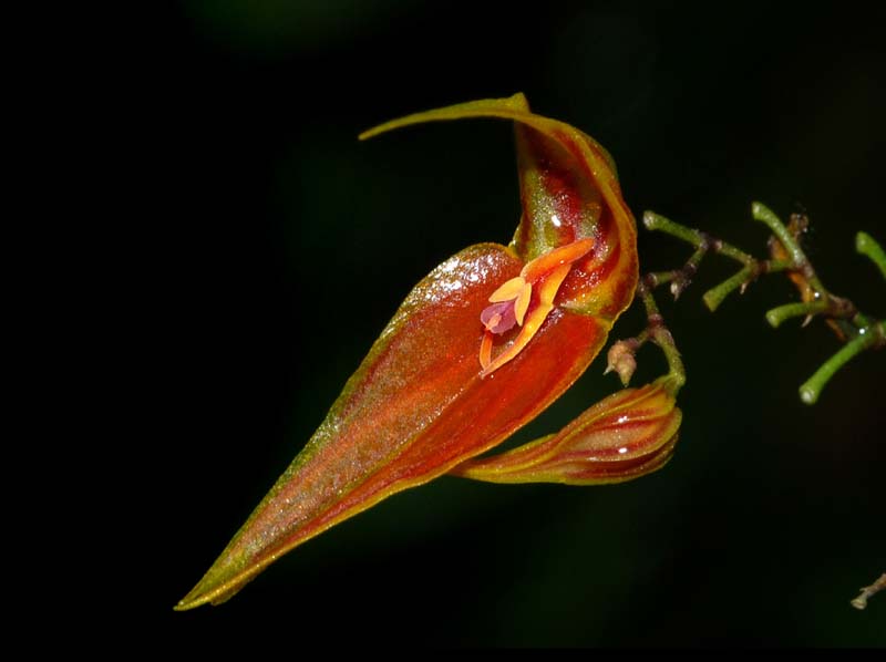 lepanthes_horrida_ws_cd