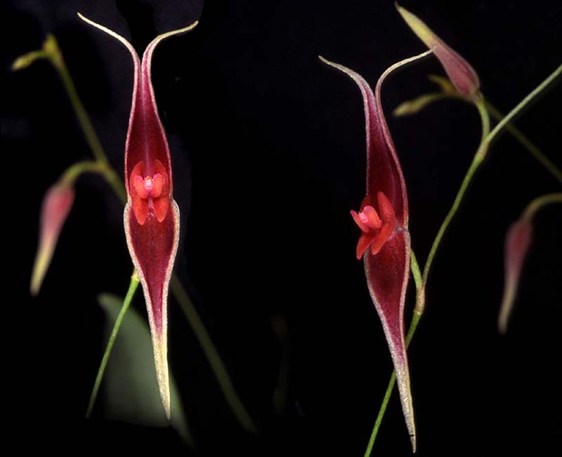 lepanthes_ionoptera_cd