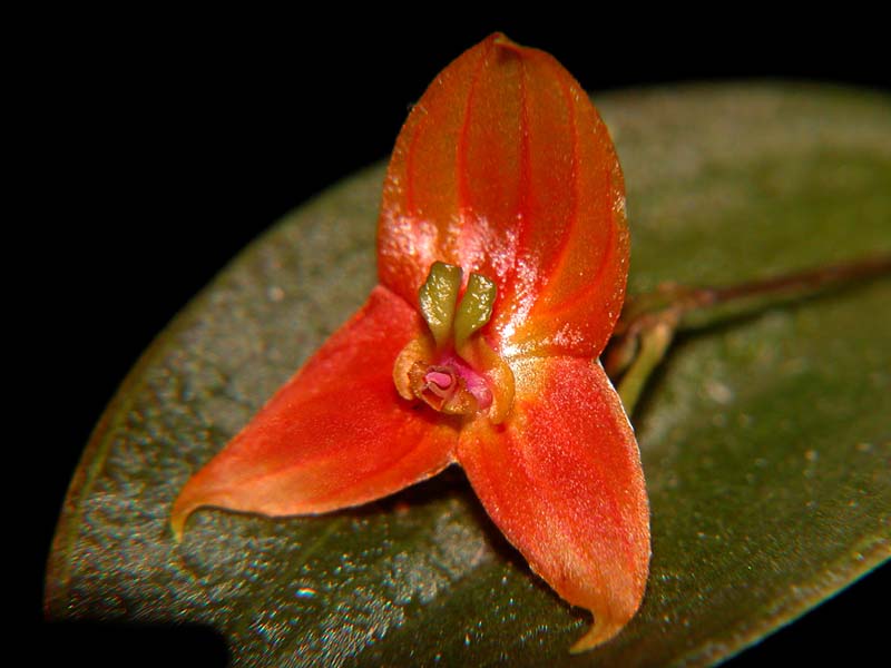 lepanthes_niessenii2_cd