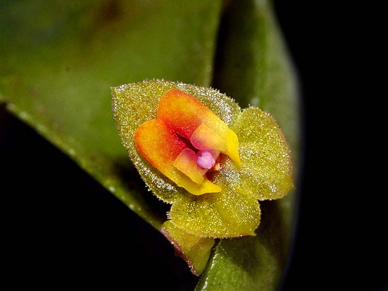 lepanthes_oreocharis_cd