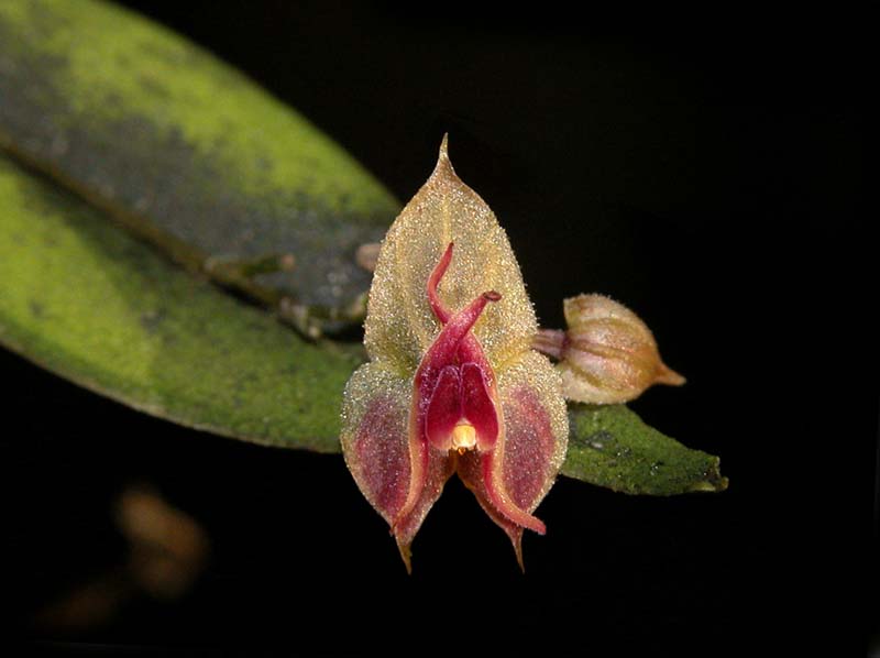 lepanthes_papyrophylla2_cd