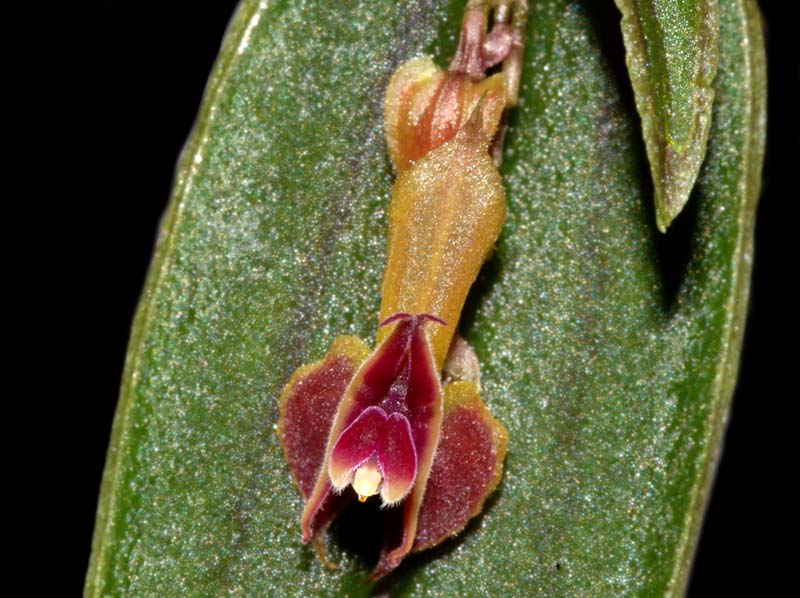 lepanthes_papyrophylla_WS_cd