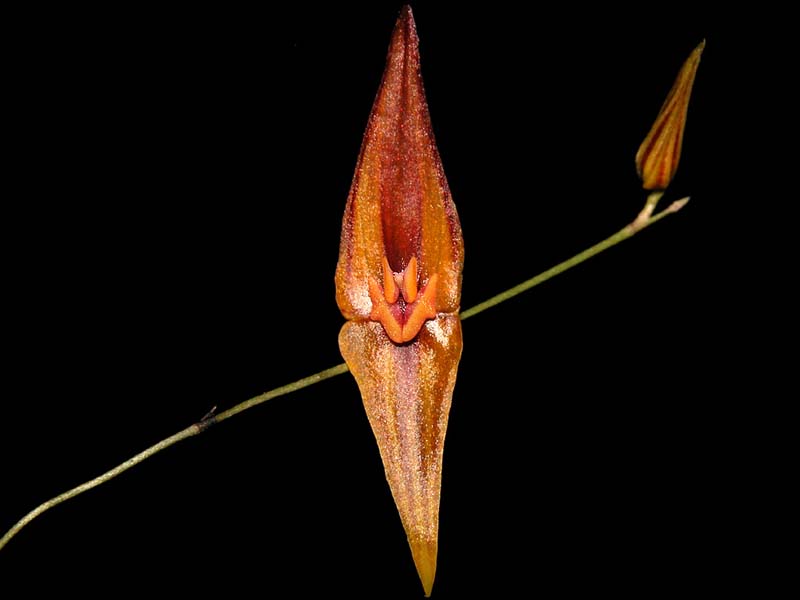 lepanthes_pastoensis_cd