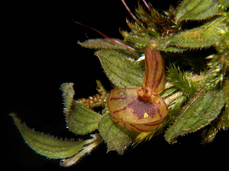 lepanthes_pilosella_ws_cd