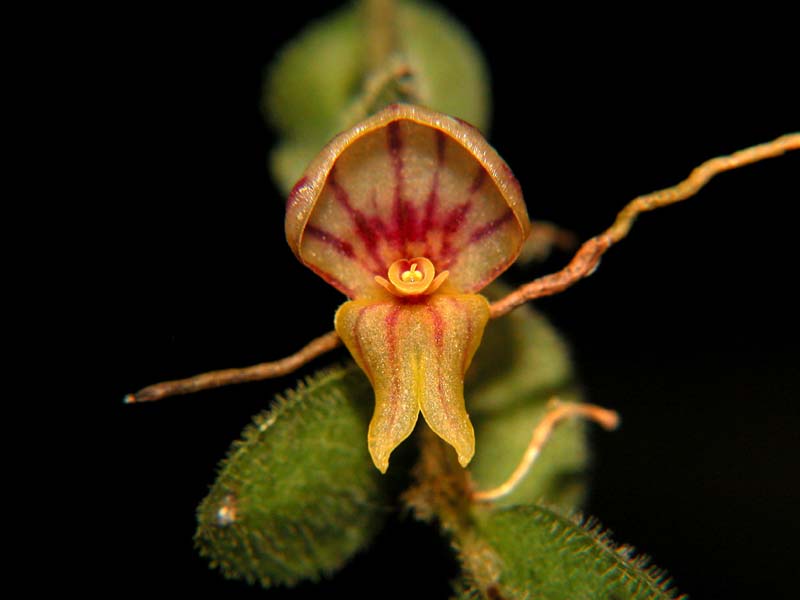 lepanthes_platysepala_cd