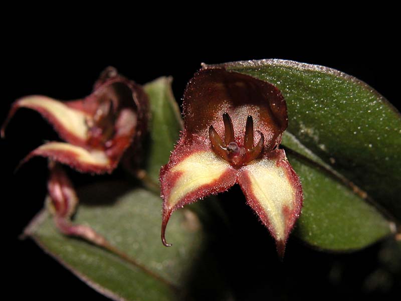 lepanthes_quadricornis_cd