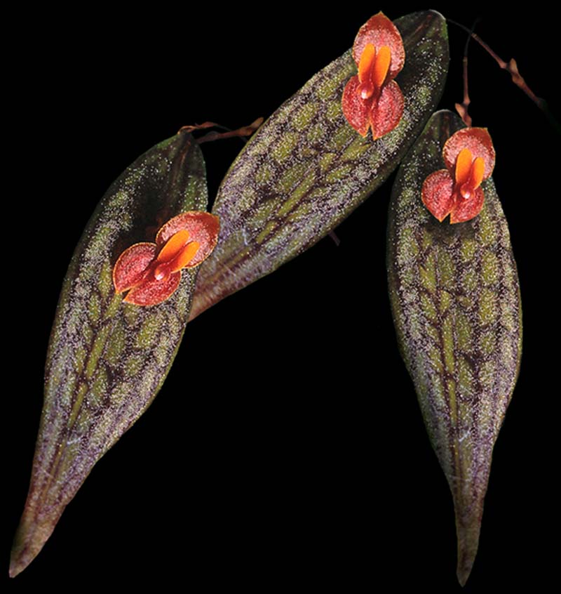 lepanthes_reticulata_cd