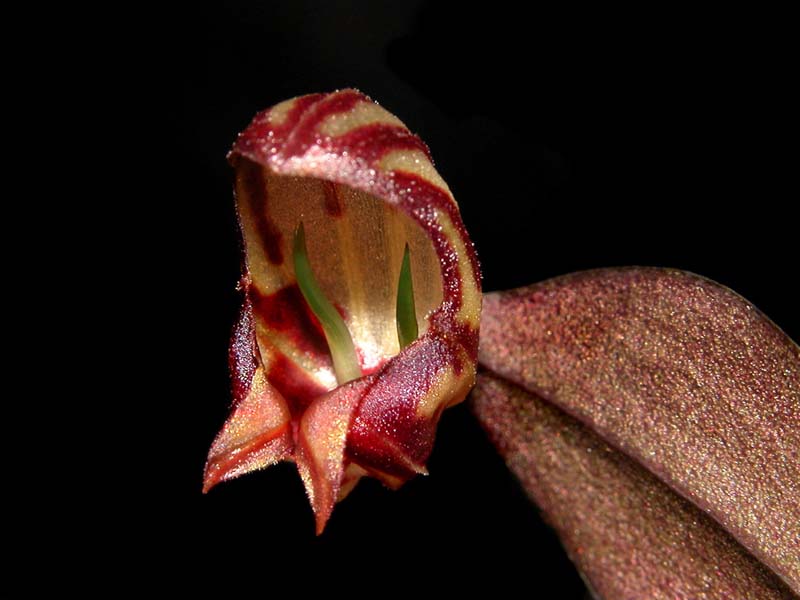 lepanthes_ribes2_cd