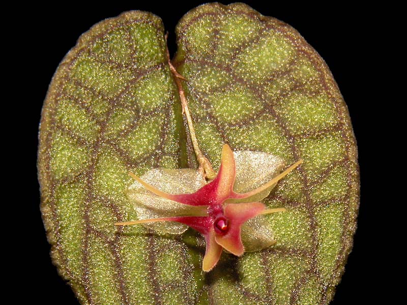 lepanthes_saltatorix_cd