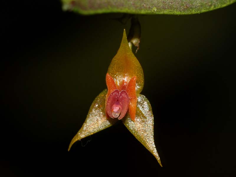 lepanthes_spec14_ws_cd