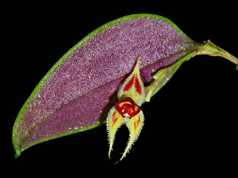 lepanthes_spec_cd